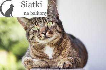 Kot - Drobne siatki ochronne - Wysokiej jakości siatka balkonowa